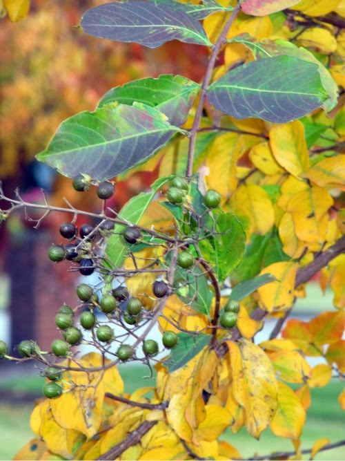 30 Things I Love About Fall