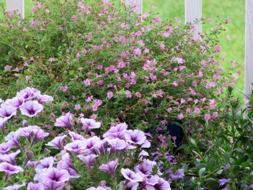 monday musings — spring plants on porch in morning light ready for containers.