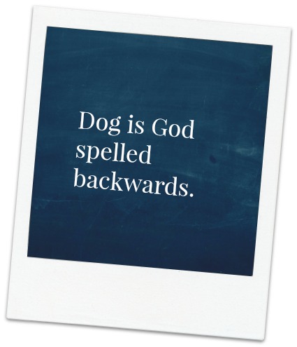 lessons learned from my dog , Dog is God Spelled backwards.