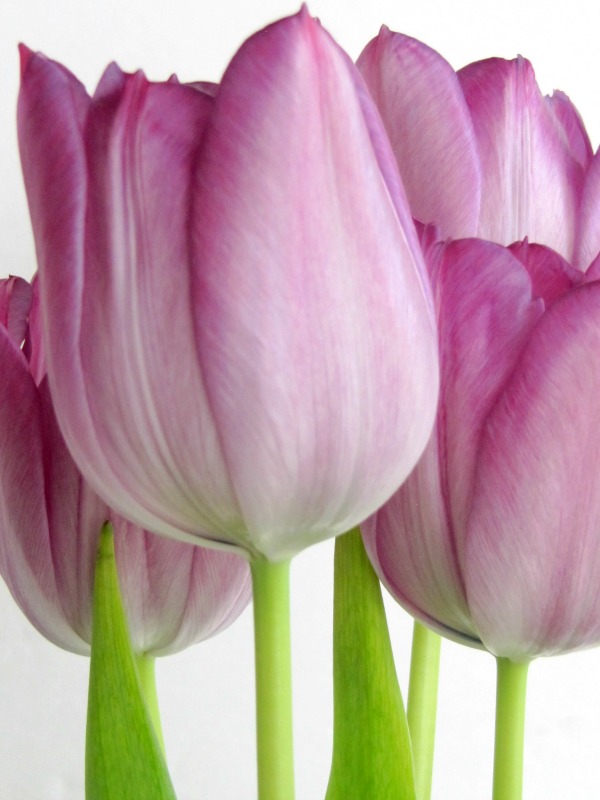 Friday Favorites Simply Recipes, The Pastry Affair, Home Bunch, Once Upon A Chocolate Life and More