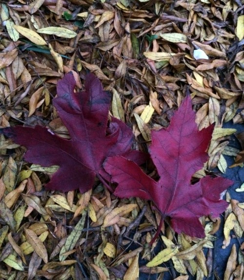 Saturday Selections for Fall