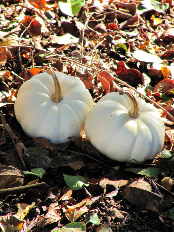 white pumpkins