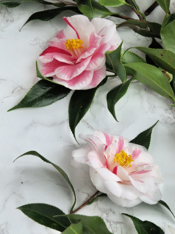 camellia flowers pink and white