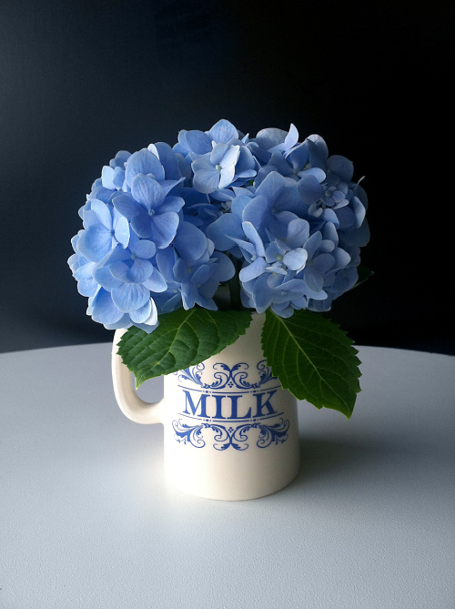 weekend meanderings blue hydragneas in a pitcher