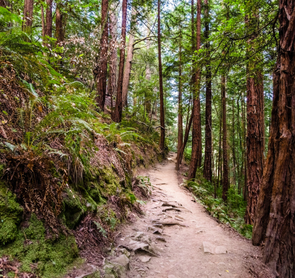 Walking trail in the woods. 