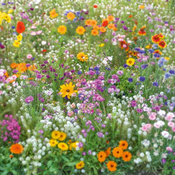 Field of Wildflowers