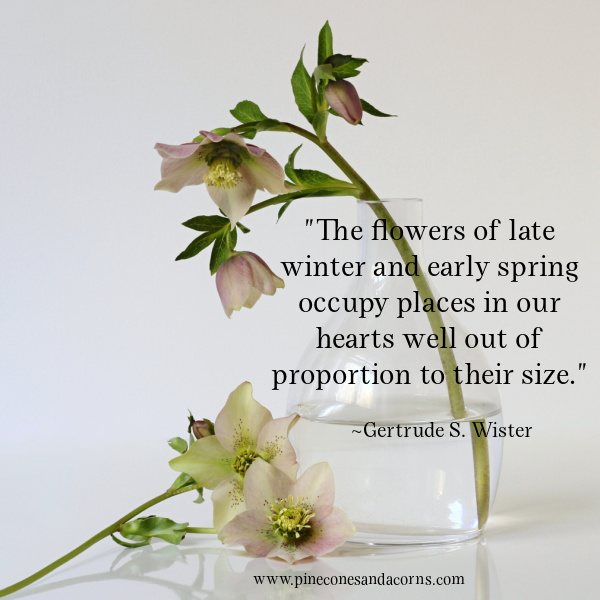 "The flowers of late winter and early spring occupy places in our hearts well out of proportion to their size." — Gertrude S. Wister overlay on a clear vase or pale pink hellebores.