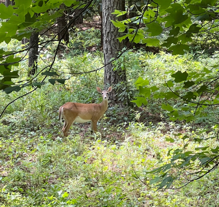 Take a walk and you will see all sorts of beautiful things, including wildlife.