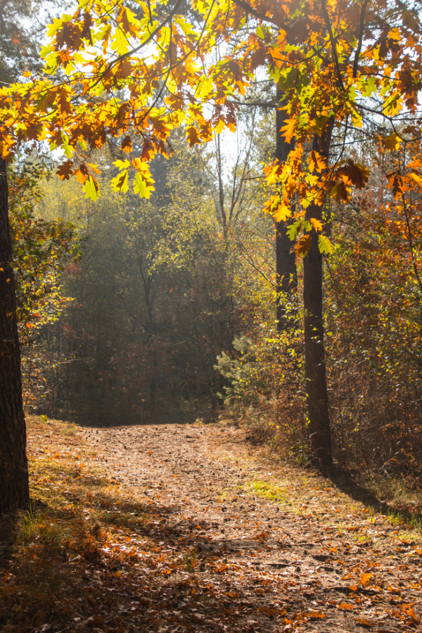 September in the woods fallen leaves and the sun shining through the yellow September leaves.