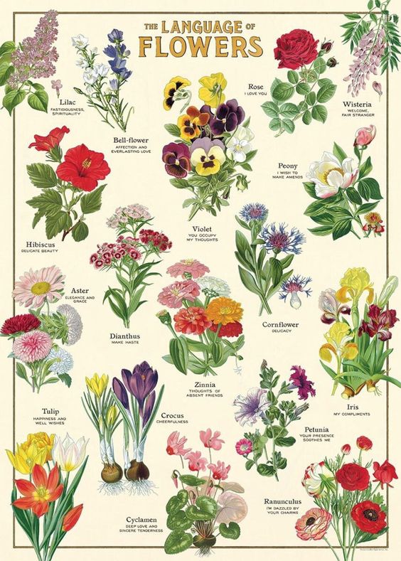 The language of flowers poster.