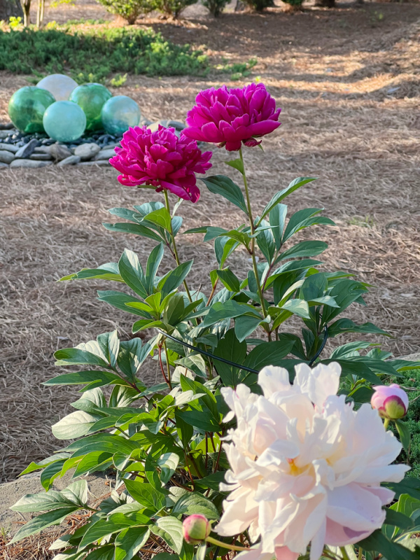 pink and fuchsia peonies and glass balls in shares of blue and green.