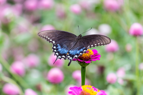 butterfly on zinnia