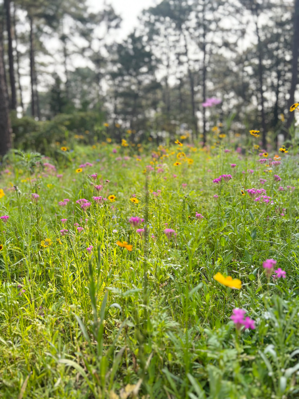 Monday Musings Wildflowers with pines in the background.