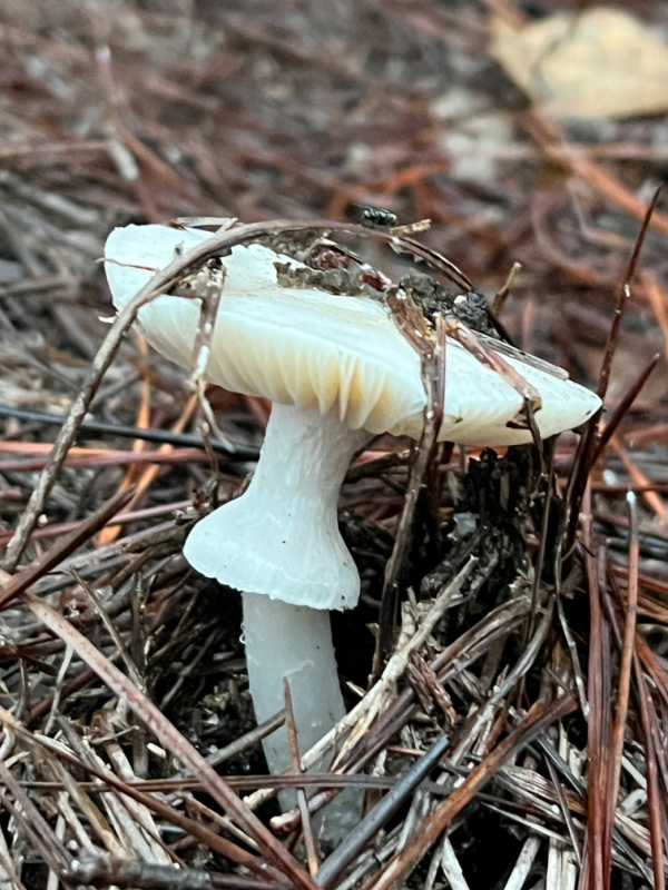 walk white mushroom and pine straw