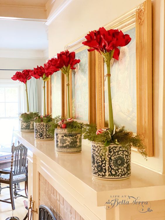 Amaryllis Bulbs in blue and white pots on a fireplace.