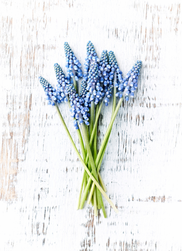 blue hyacinths on a white distressed board.