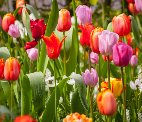 orange, pink, purple and red tulips.