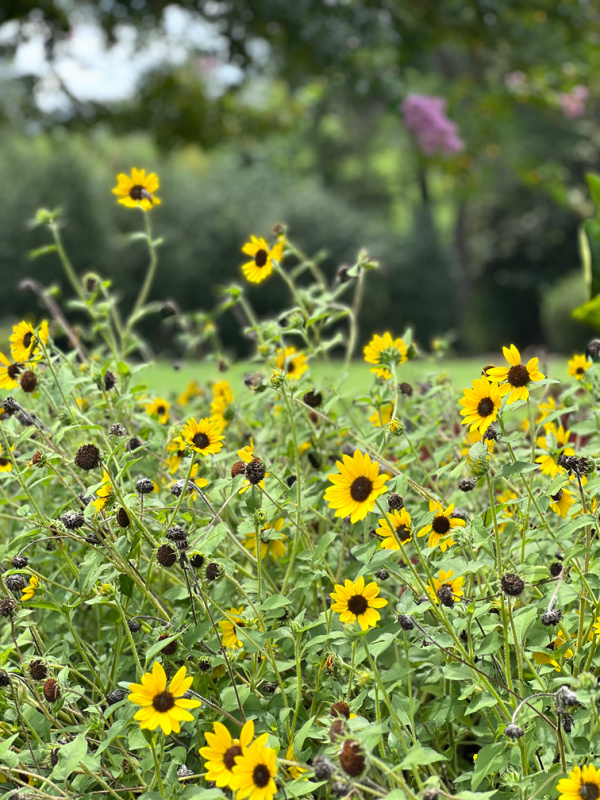 black and yellow flowers in a field.