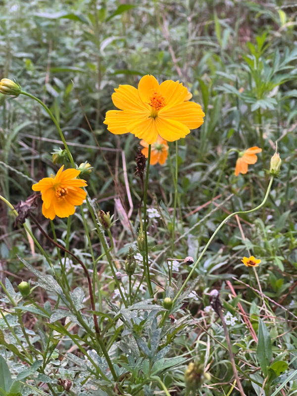 weekend meanderings — driveway circle with spring wildflowers.