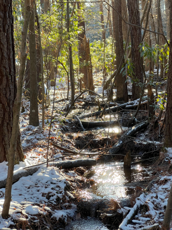 snow on the trees