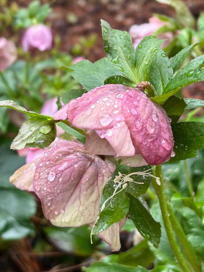 Helebores in the rain.