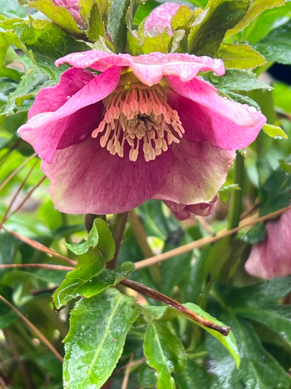 Pink Lenten Rose,