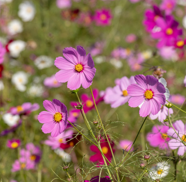 March pink cosmos in a field.