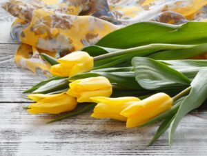 yellow tulips.