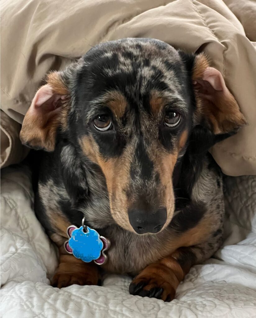 Patches the dachshund