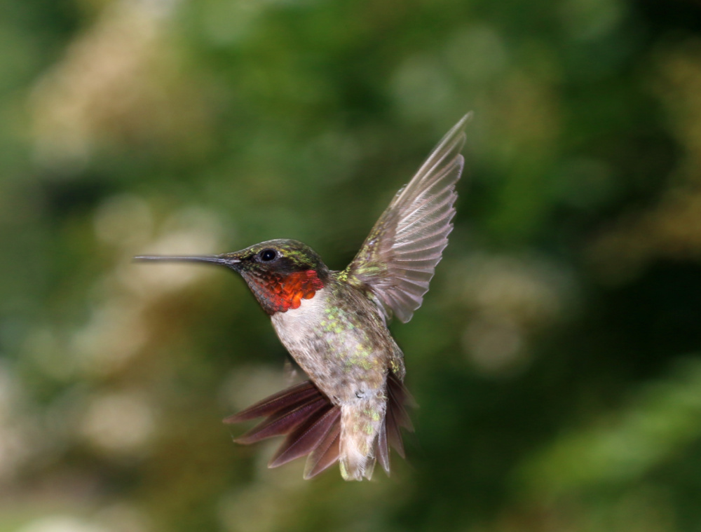 simple pleasures women over 50 — a hummingbird near peony buds on a spring afternoon.