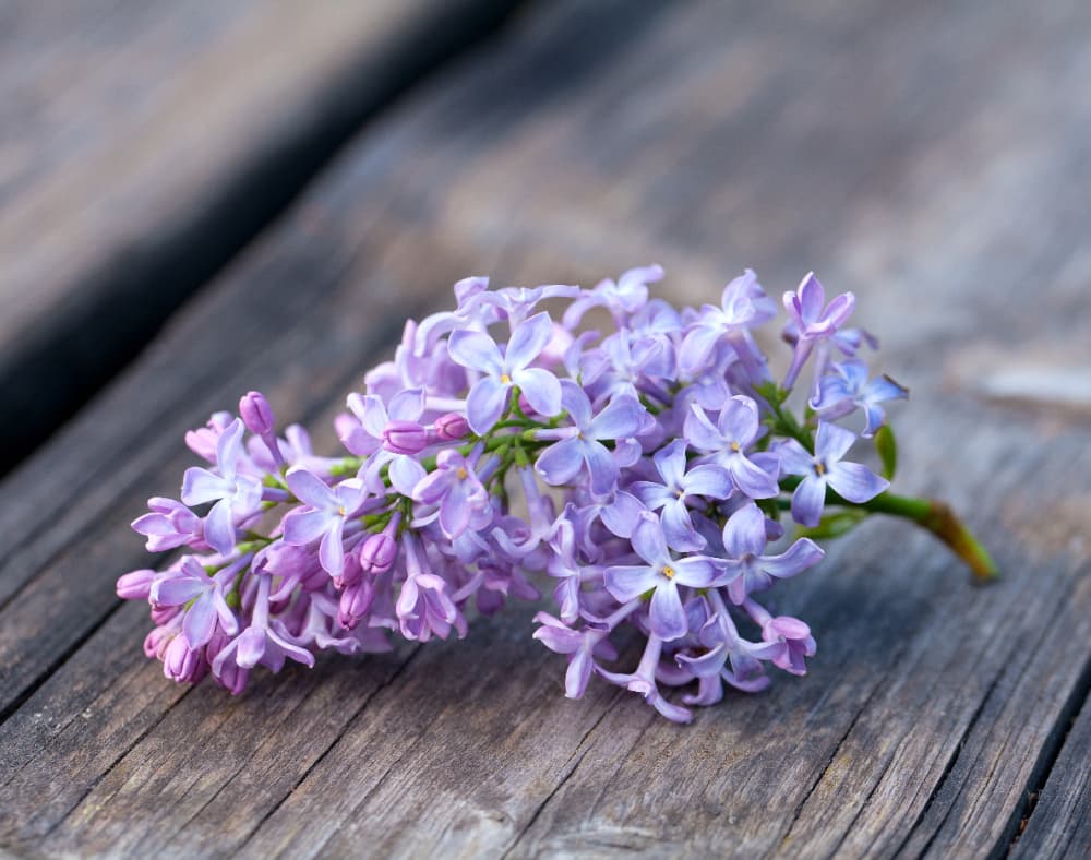 lilac blooms in spring — pale purple lilac flowers on a branch laying on a wood deck