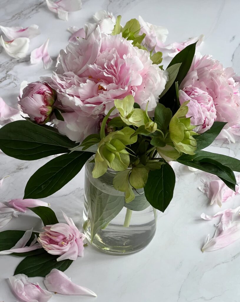 May monthly musings — pink peonies in full bloom on kitchen table in morning light