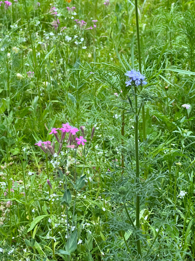 intentional morning after 50 — the view from the window before the day begins, wildflowers in the circle