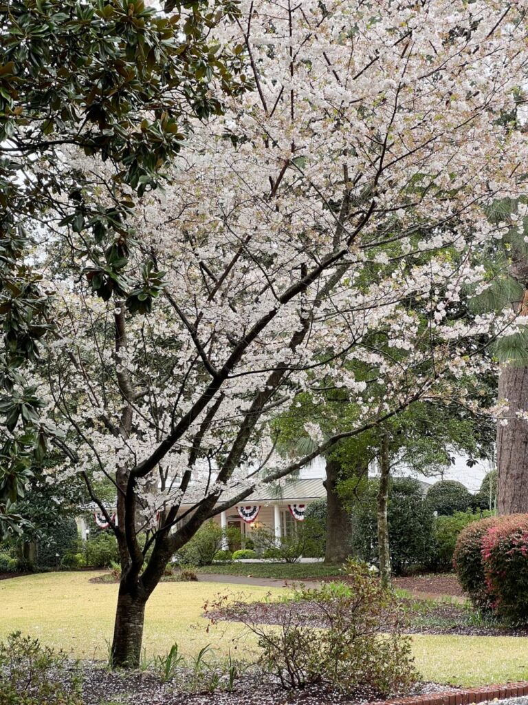 Afternoon Walk for Mental Health , whit house with red, white blue bunting and flowering trees.