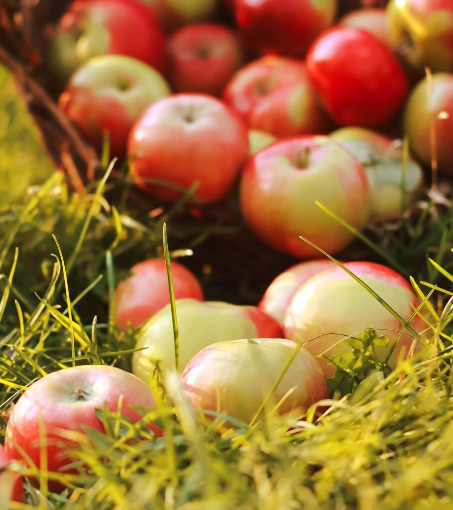 Apples in a basket, seasonal foods for fall
