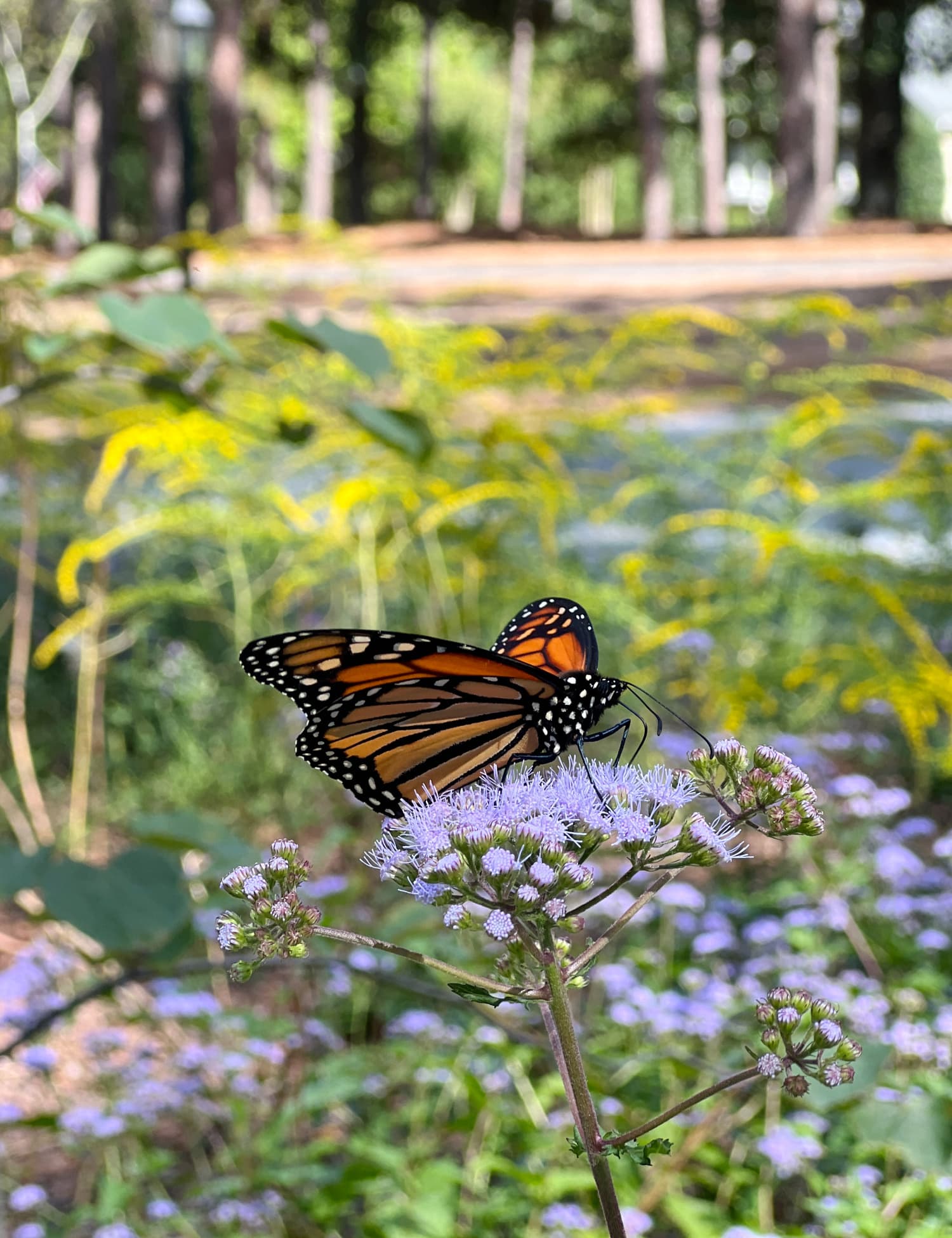 friday favorites october monarch butterfly circle garden